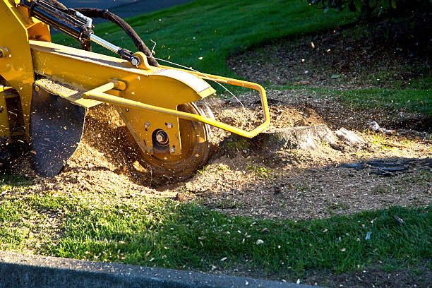 Grass Overseeding in Port Gibson, MS